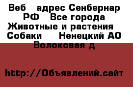 Веб – адрес Сенбернар.РФ - Все города Животные и растения » Собаки   . Ненецкий АО,Волоковая д.